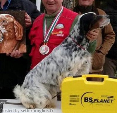 Setter Anglais PIANIGIANI'S FORD Setter Anglais PIANIGIANI'S FORD